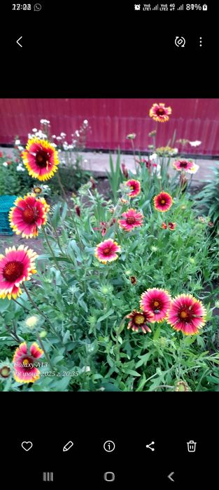 Продам многолетние цветы