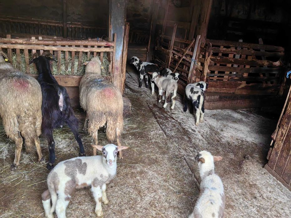 Продавам добре гледани овце и кози