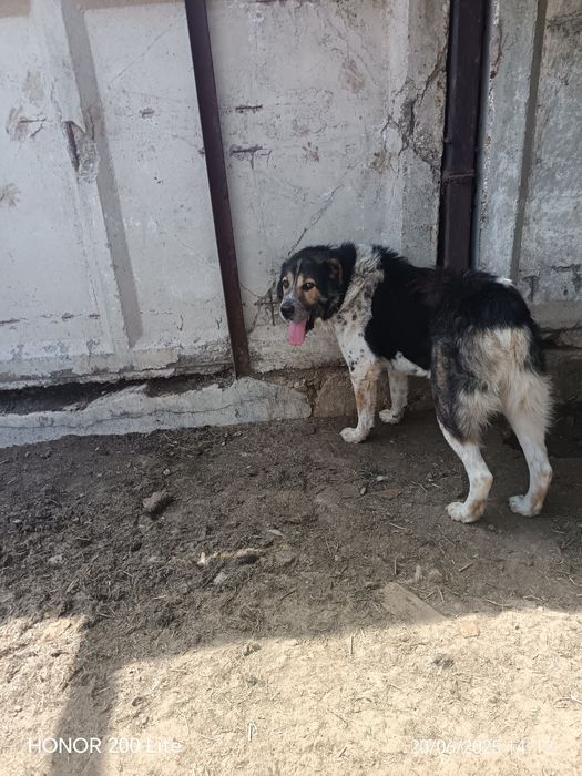 Тобет САО Алабай