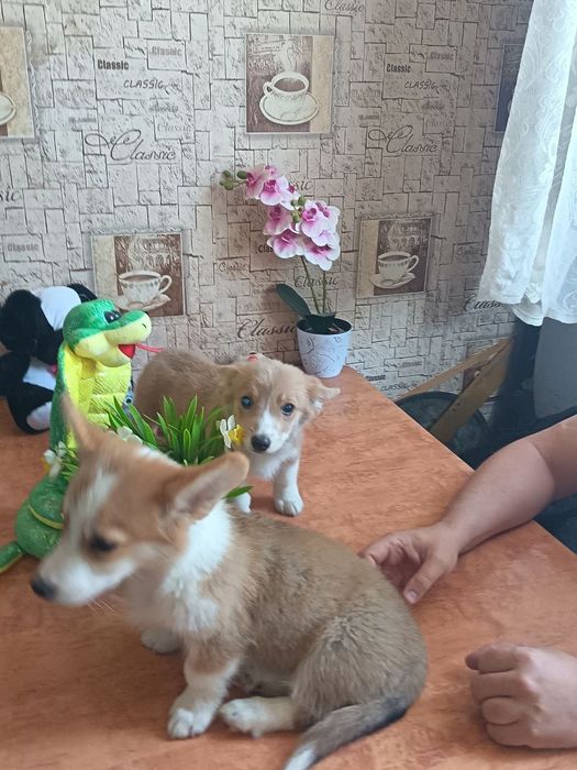Щенки вельш КОРГИ пемброк
