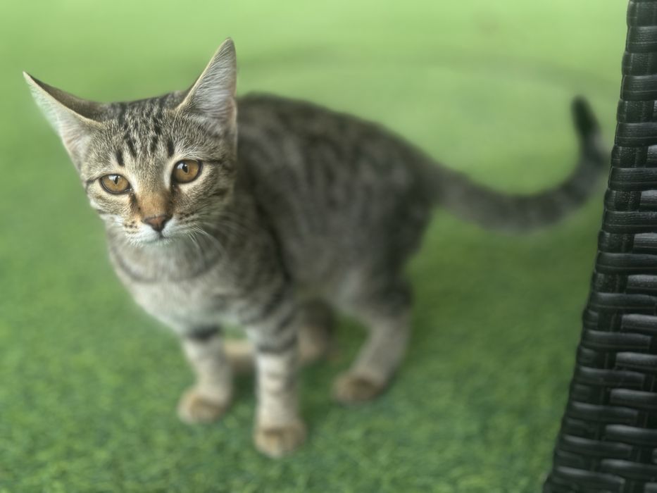 Домашние чистые котики