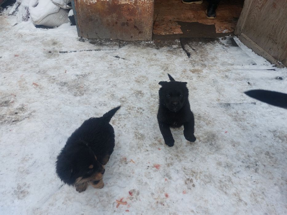 Отдам щенков в хорошие руки