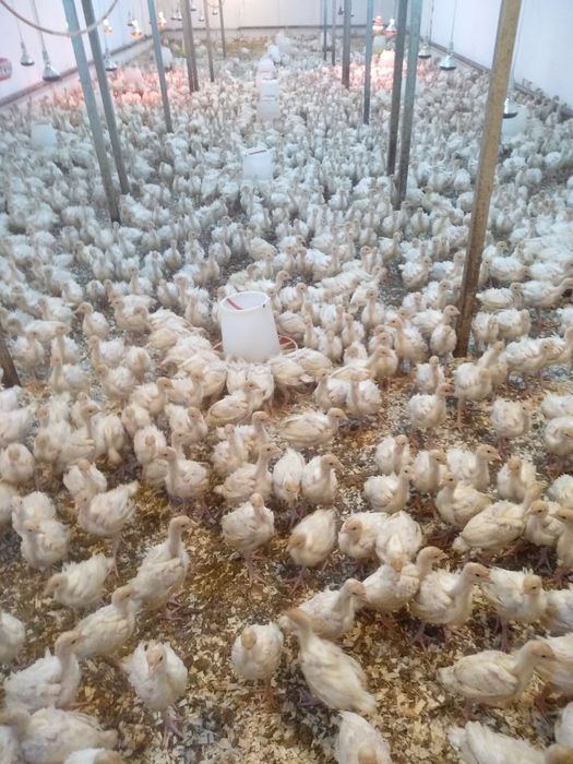 Инкубаторы на заказ.