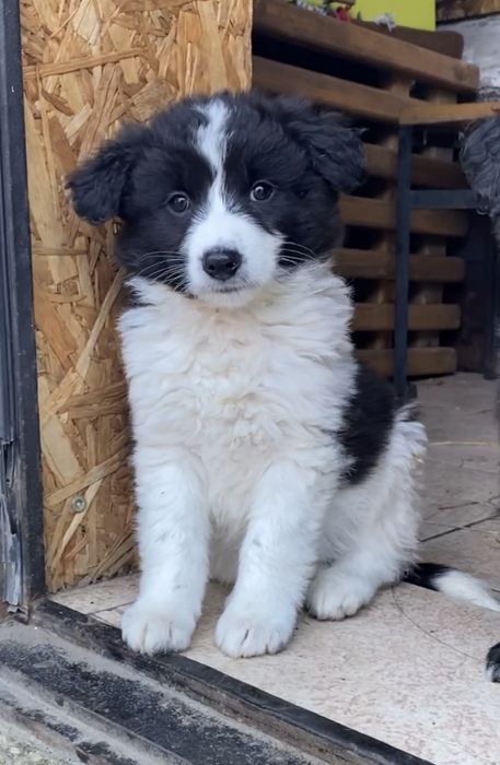 Щенок ищет дом