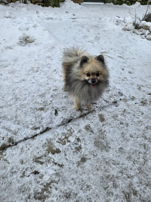 Померан    момче