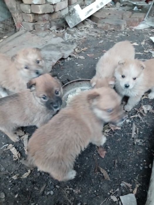 Отдам щенков звоночков