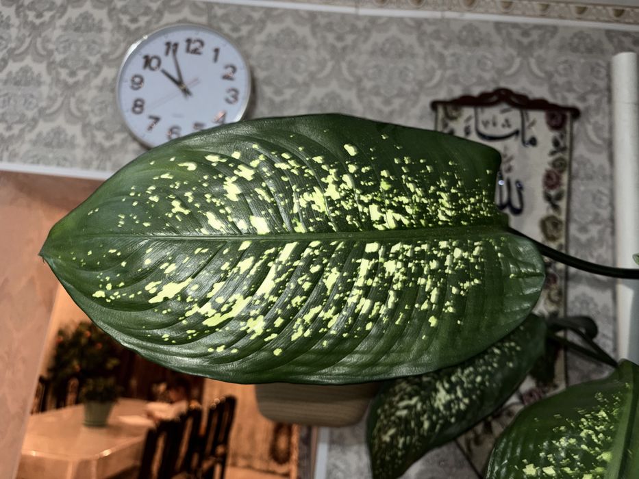 диффенбахия пятнистая (Dieffenbachia maculata)