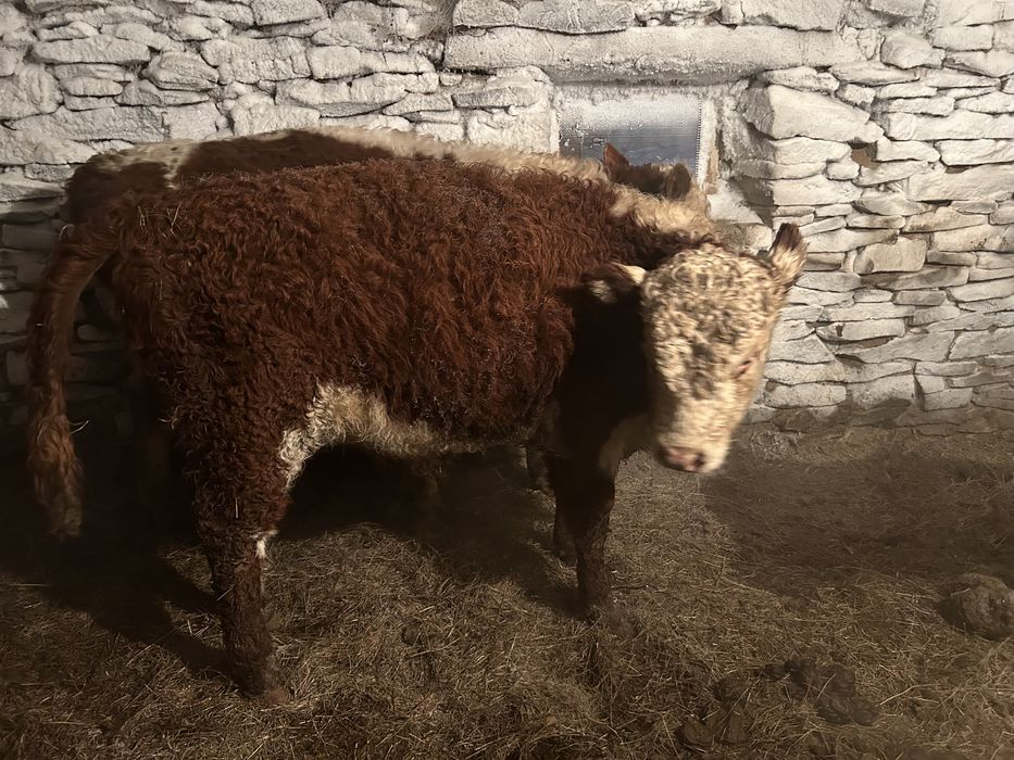 Продам бычков откорм