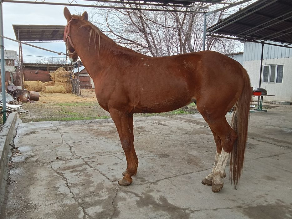 Аигыр сатылады сатылады