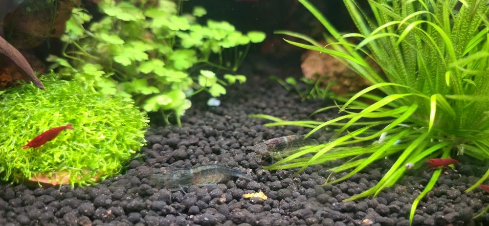 Креветки Амано, аманки