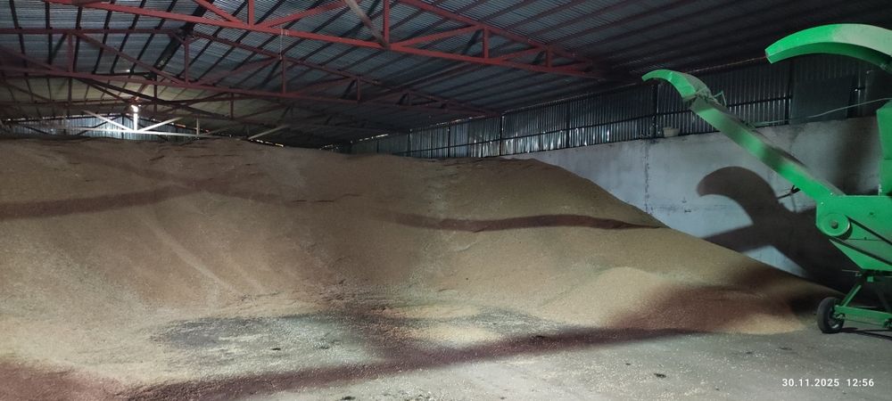 Пшеница, ячмень.