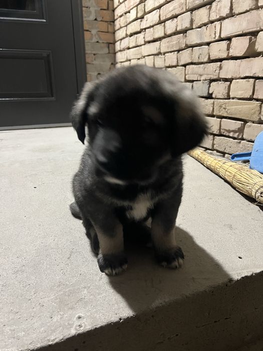 Щенки алабай.