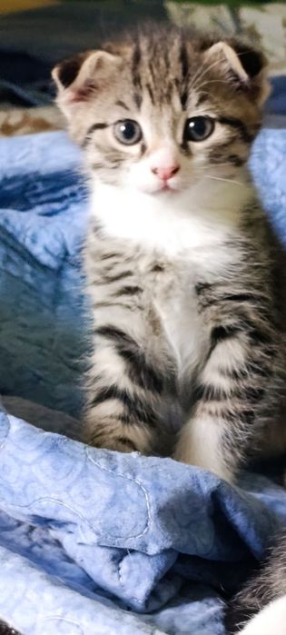 Oʻsma quloq mushuk Вислоухие котята