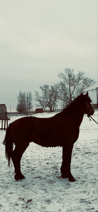 Кунан сатылады.!