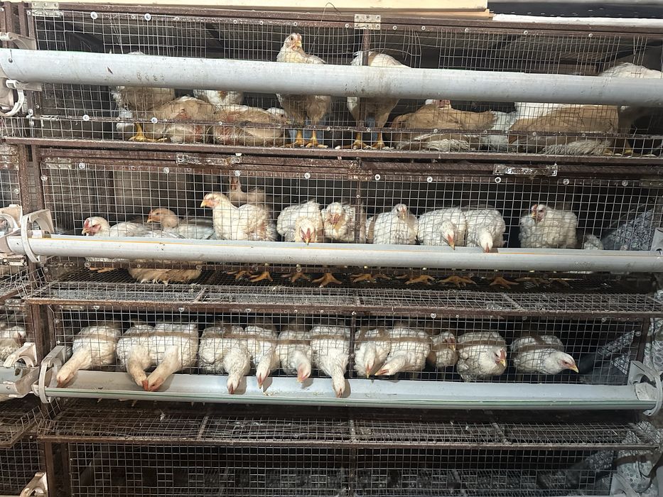 Бройлеры 20 дней