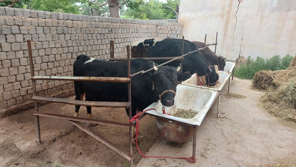 Buqalar  sotiladi