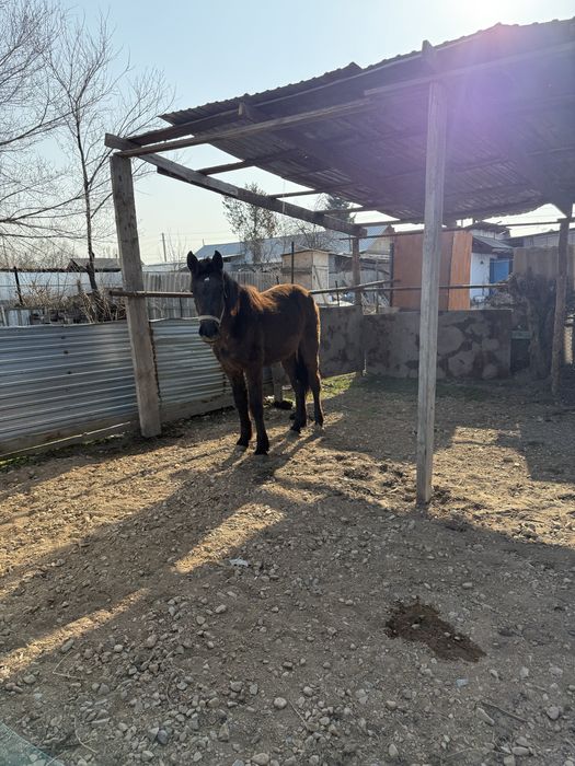 Продаеться лошадь