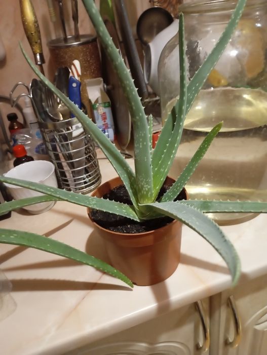 Алоэ Вера. лечебное.