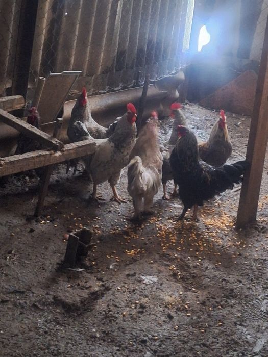 Продам  петухов  .