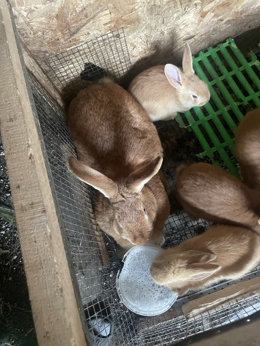 Продажа крольчат