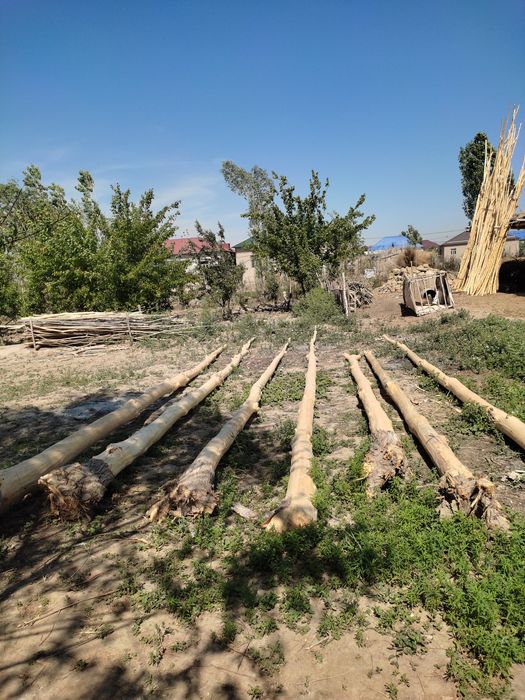 Ак терек (Aq terek) satiladi