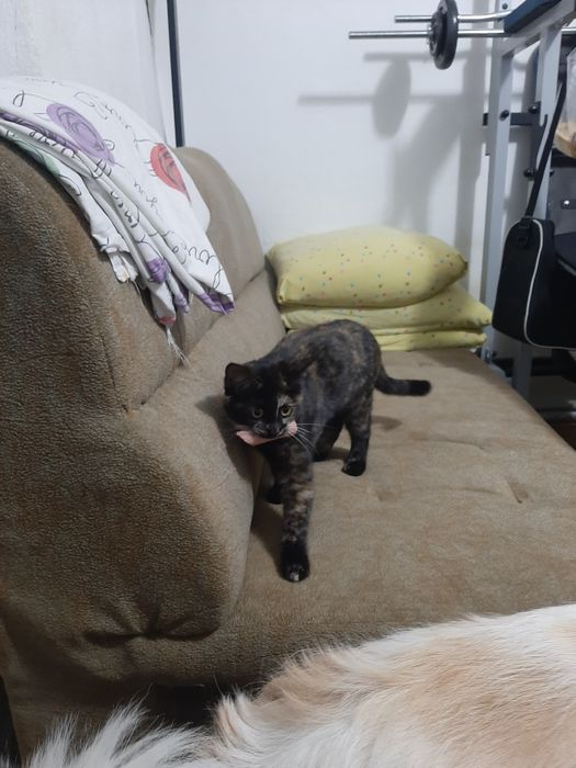 Девочка в заботливые руки