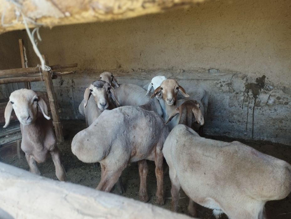 Sariq qoʻylar bor