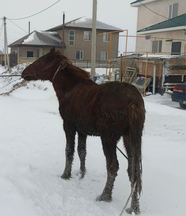 Соғымға семіз тайлар бар откорымда