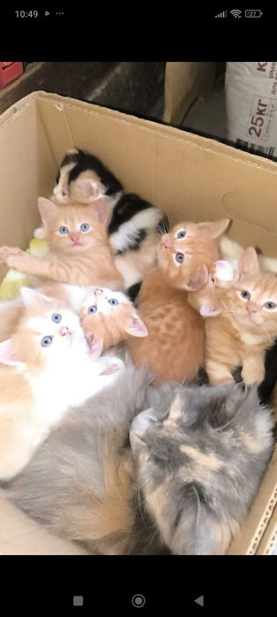 Котята  девочки в добрые заботливые руки