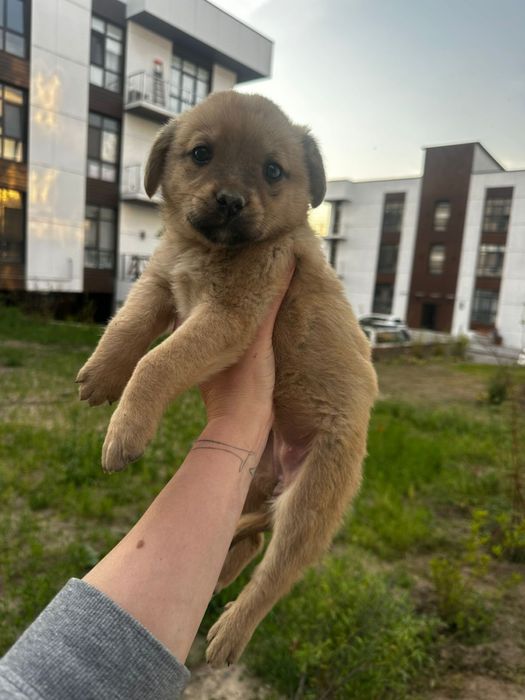 Замечательные щенки