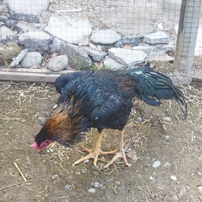 Qoshni yosh qoshnisini erkalashni yaxshi koradi.