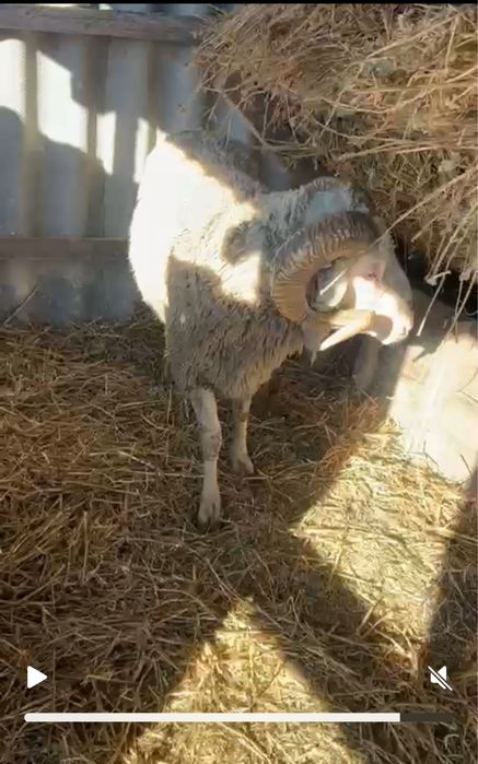 Oi romanov si un berbec