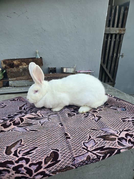 Iepurite de vânzare