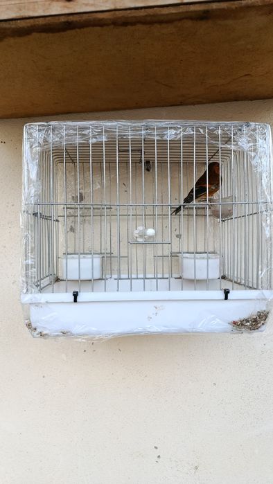 Гибрид Кокил Канарейка