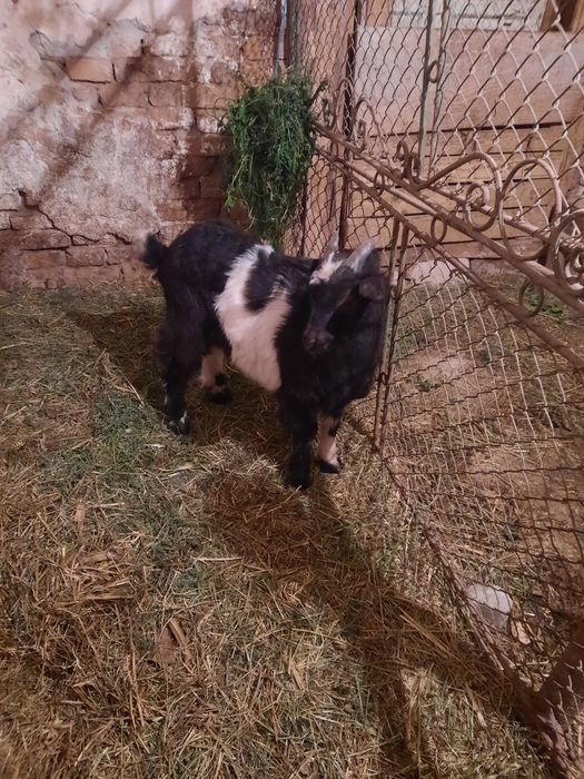 De vânzare capră bună de lapte