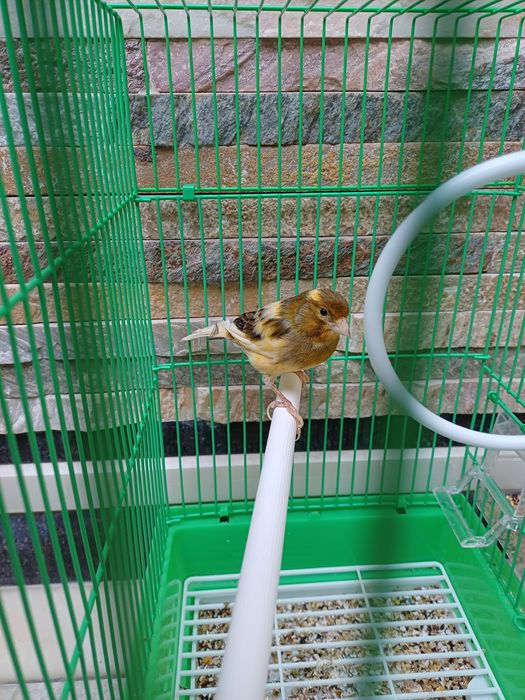 Конорейка сотилади