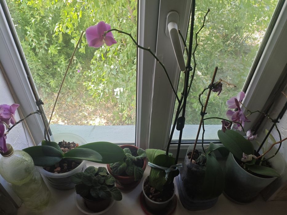 Срочно продам цветы!!