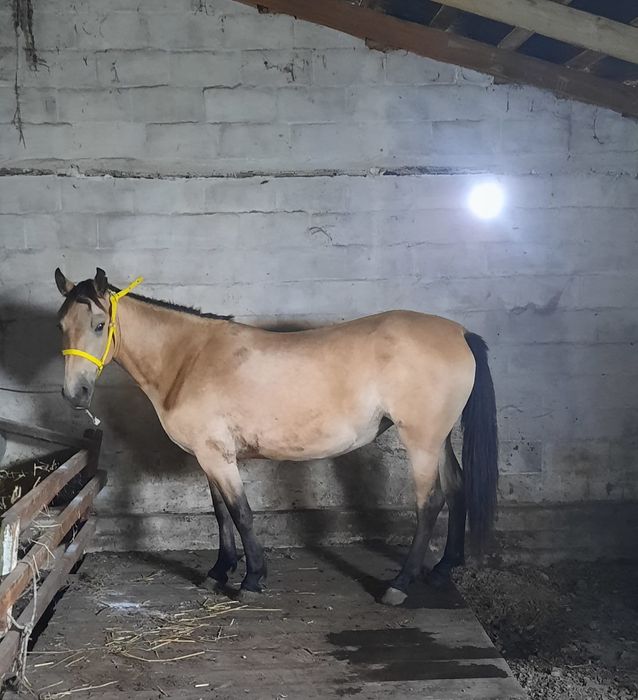 Продам Лошадей,кобылы