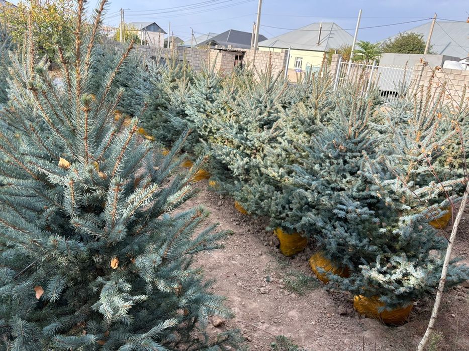 Голубая ель 50000тг