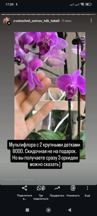 Орхидеи  отцветающие.