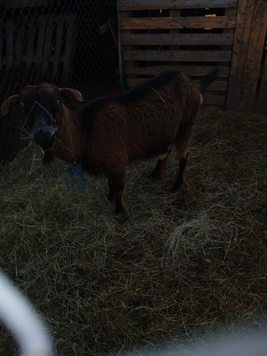 Capra cu lapte tanara/schimb