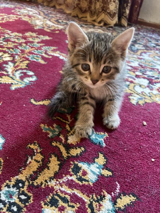 Kimga kerak bo’lsa murojat qilishingiz mumkin