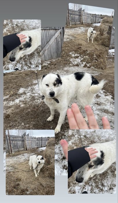 6 месяцев ………………