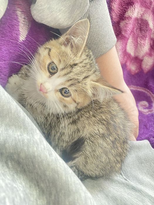 котенок ищет хороший дом