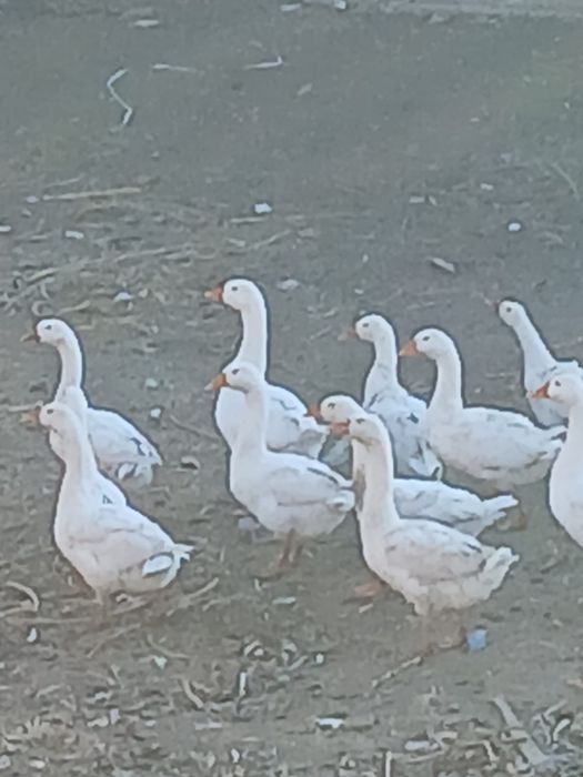 Продам Гусей домашние