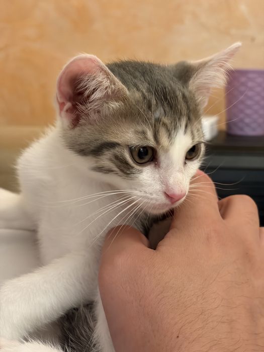 Pui de pisică pentru adopție