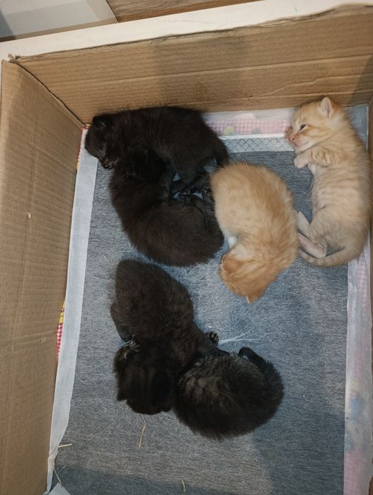 Отдам котят даром