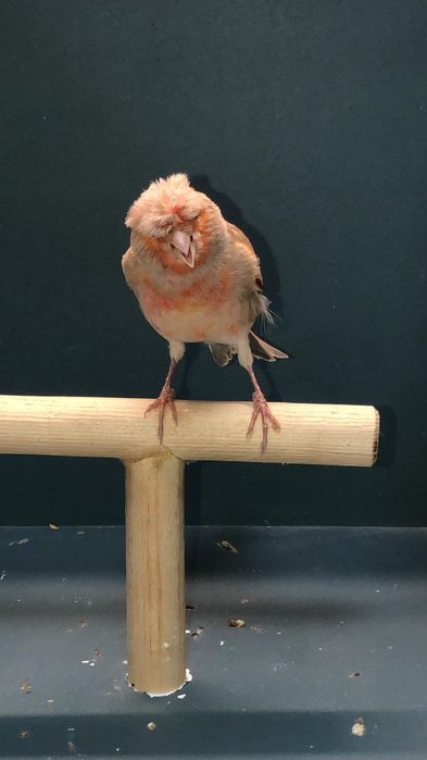 Канарейка (Кенор) самец