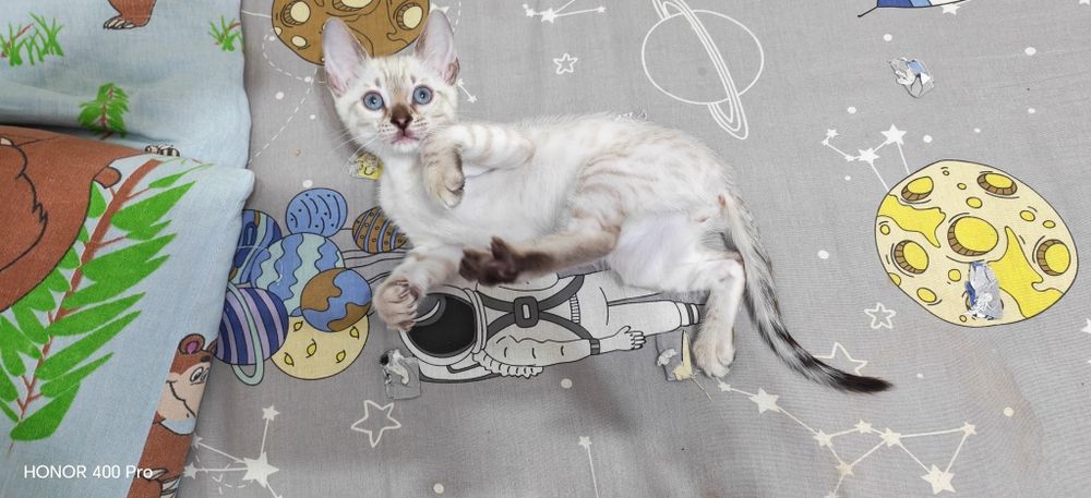 Бенгальские котята