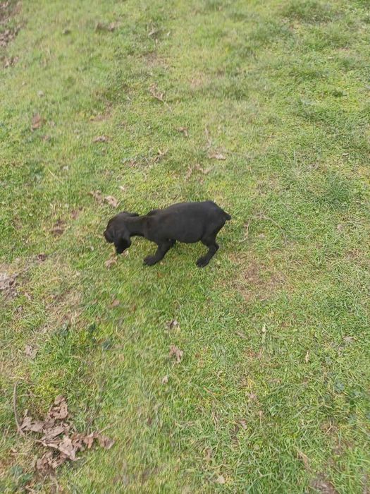 3 кученца курцхаар/кокер